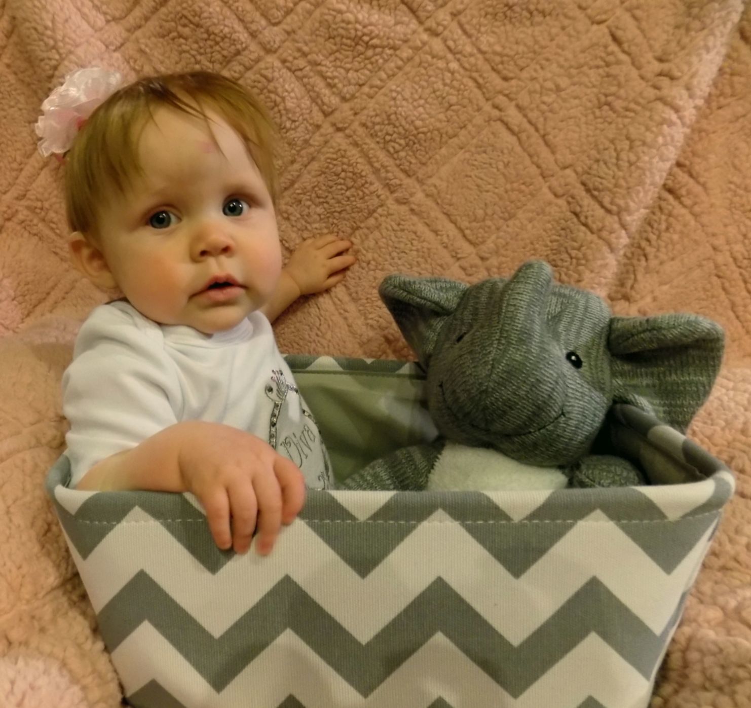 Zoey in basket